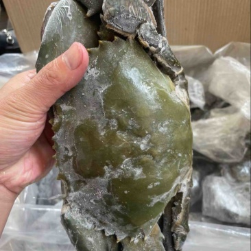 青蟹400/1000克每只