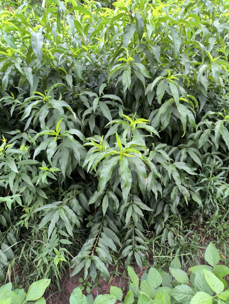 桃苗蟠桃苗黄毛蟠技术指导品种纯正度达标