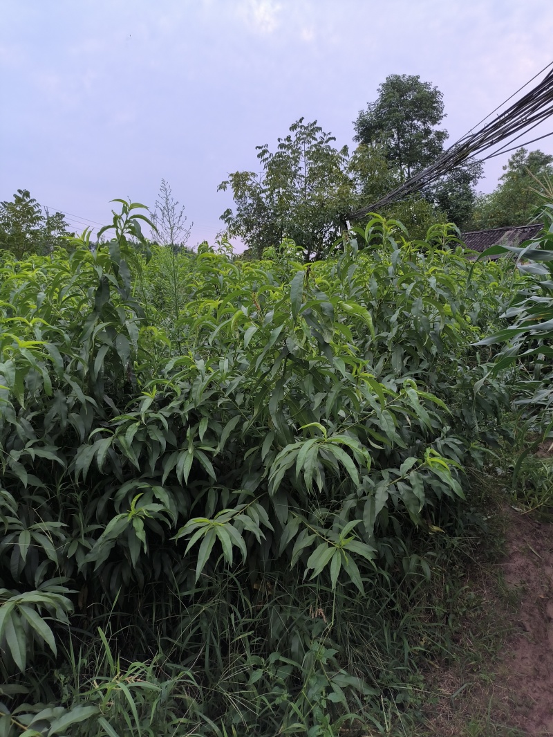 桃苗蟠桃苗黄毛蟠技术指导品种纯正度达标