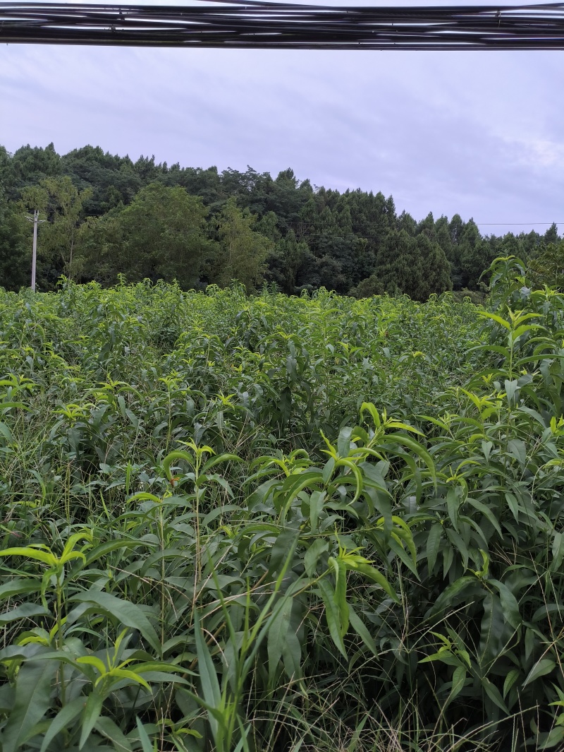 桃苗蟠桃苗黄毛蟠技术指导品种纯正度达标