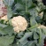 甘蓝西兰花花菜产地直发品相好发全国保质保量欢迎电联