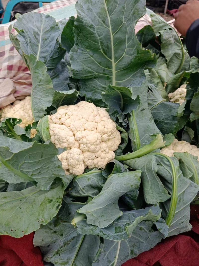 甘蓝西兰花花菜产地直发品相好发全国保质保量欢迎电联