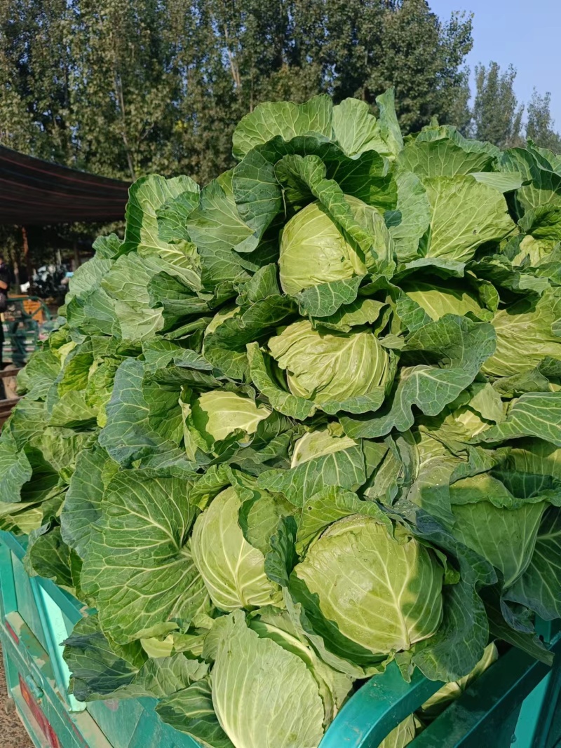 圆包菜甘蓝便宜了品质保障口感好欢迎电联咨询诚信卖货