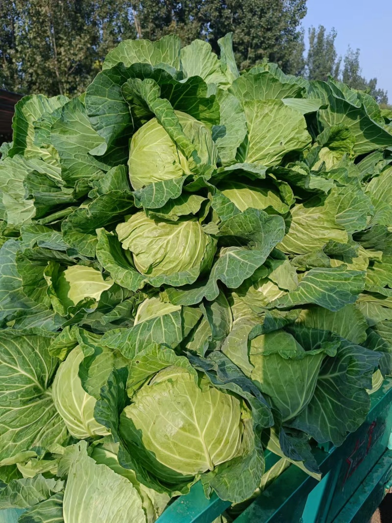 圆包菜甘蓝便宜了品质保障口感好欢迎电联咨询诚信卖货
