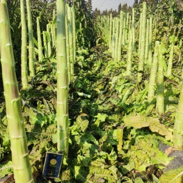 精品光杆，毛货，大量接单中