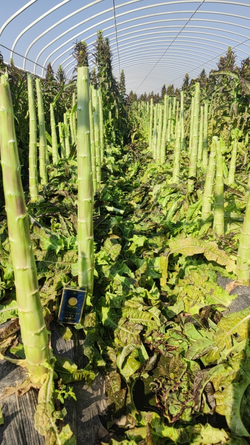 精品光杆，毛货，大量接单中