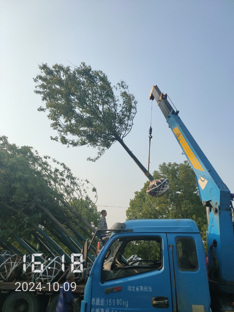 12-30的容器香樟，湖北香樟，容器樟树，小叶容器香樟