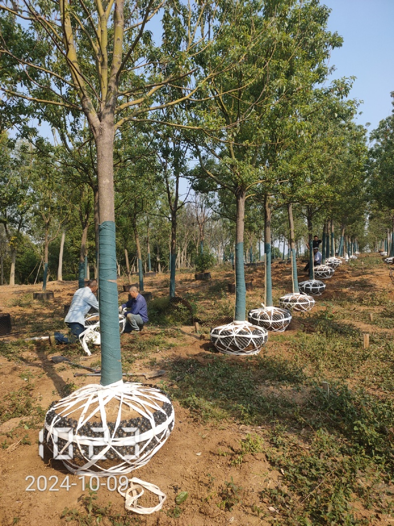 12-30的容器香樟，湖北香樟，容器樟树，小叶容器香樟