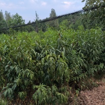 桃树苗嫁接苗胭脂脆桃苗早熟桃品种技术支持…