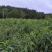 桃树苗嫁接苗胭脂脆桃苗早熟桃品种技术支持…
