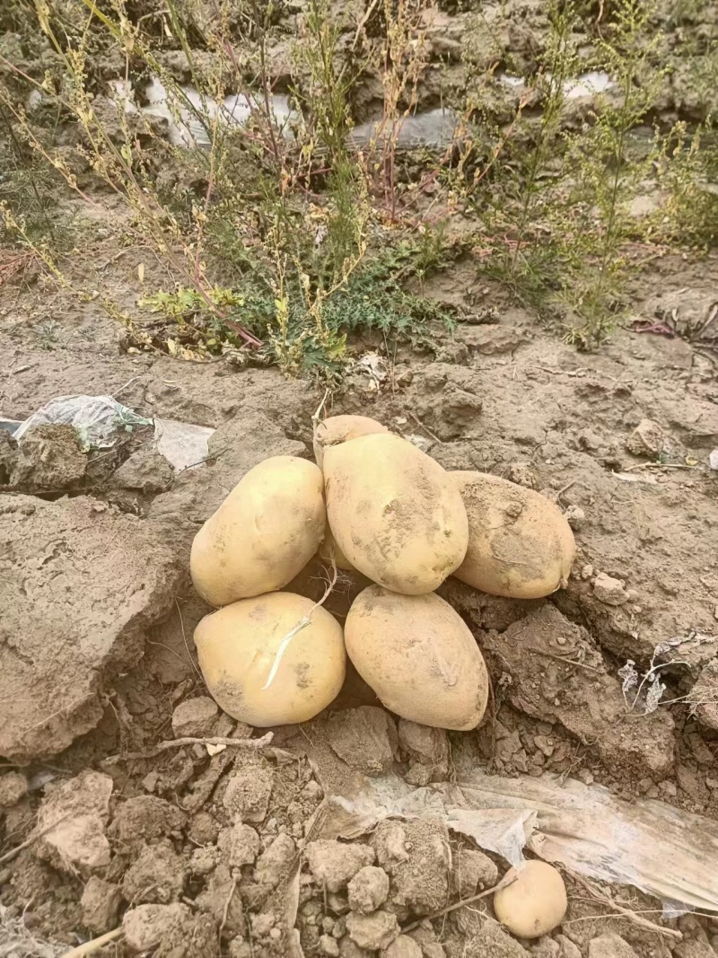 黄心土豆，大量有货，产地一手货源，可视频看货，欢迎合作