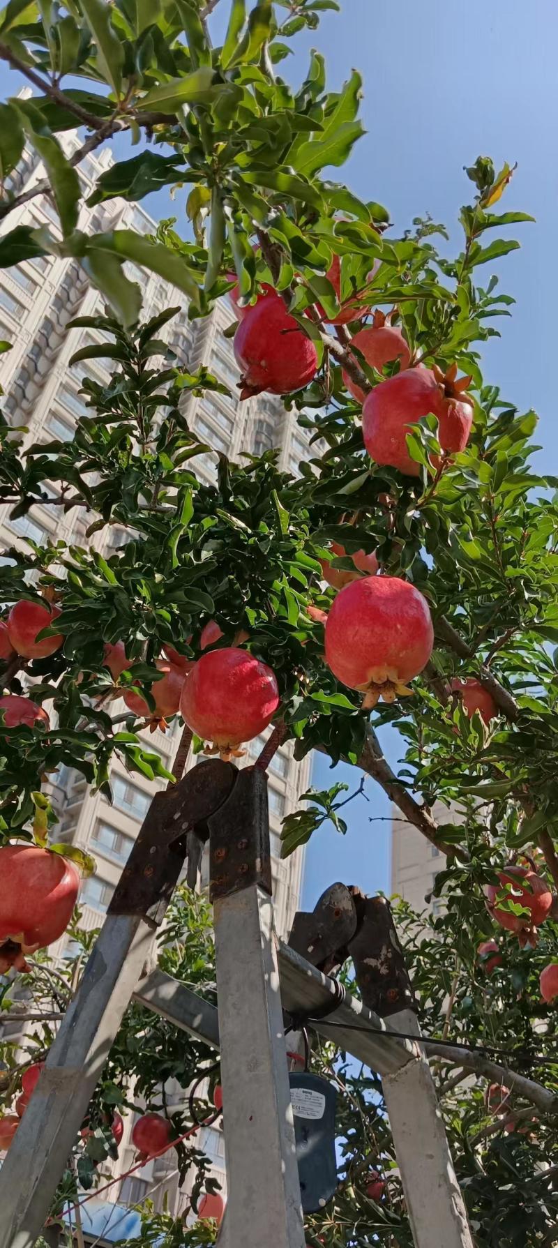 山东蒙阳红软籽石榴树苗现挖现发一手货源诚信经营