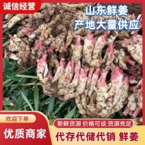 红芽鲜姜大量供应产地现挖代发代存