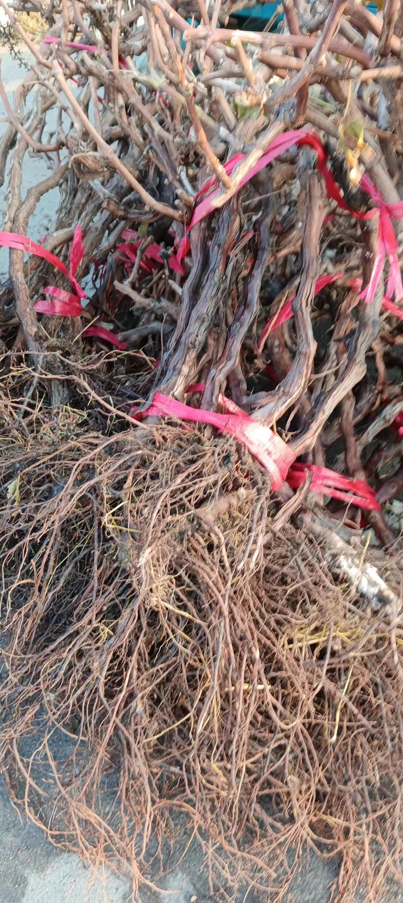 精品葡萄树苗大量上市一手货源免费技术指导包成活