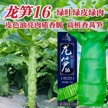 龙笋16香莴笋种子春秋季莴苣种子三青皮绿肉高桩莴笋种籽