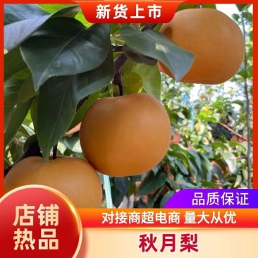 推荐精品梨，秋月梨大量供应商丘产地直发，一手货源量大从优