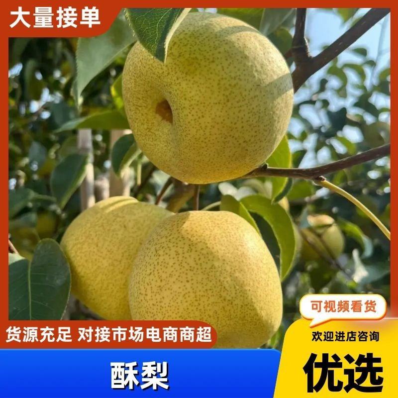 百年老树酥梨六两以上的通货已大量上市欢迎新老客户前来洽谈
