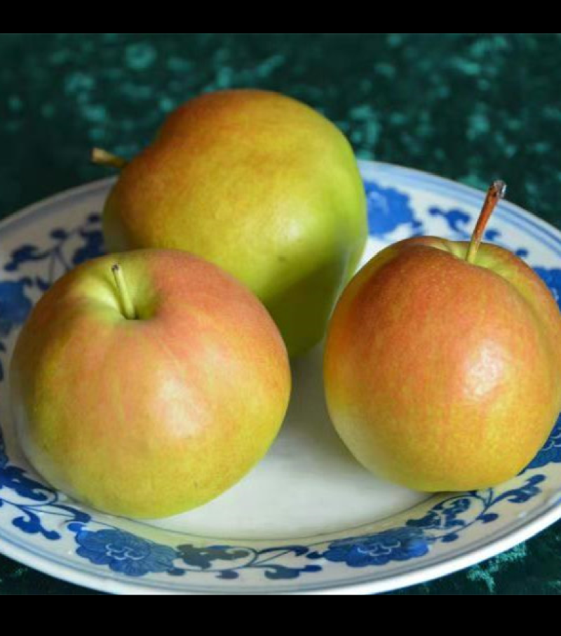 玉露香梨，山西运城夏县，冷库货，供货到5月份