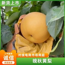 精品商丘晚秋黄梨大量供应，货源充足，产地直发，量大从优。