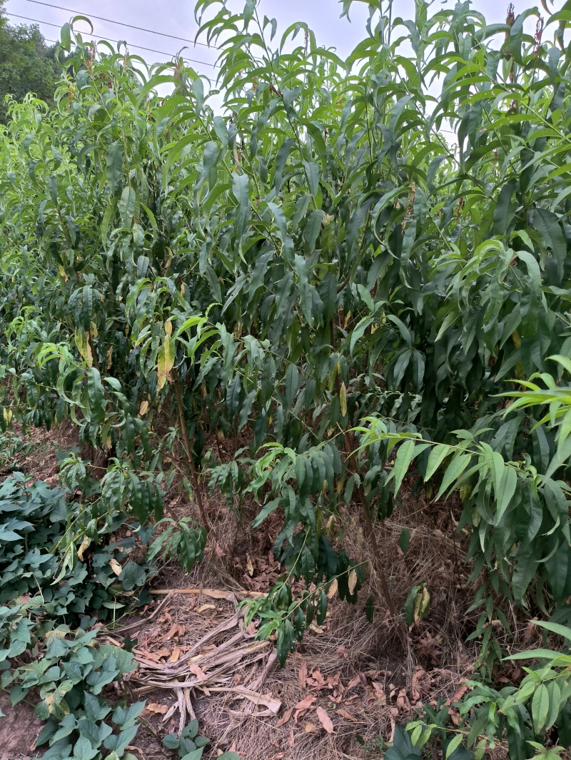 桃树苗嫁接苗胭脂脆桃苗早熟桃品种技术支持…