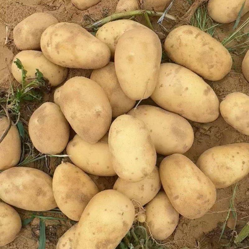 【优选】陕西土豆/希森土豆/大量供应/全国发货