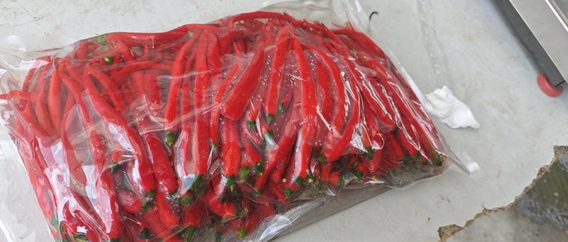 贵州二荆条的泡椒