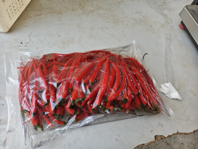 贵州二荆条的泡椒