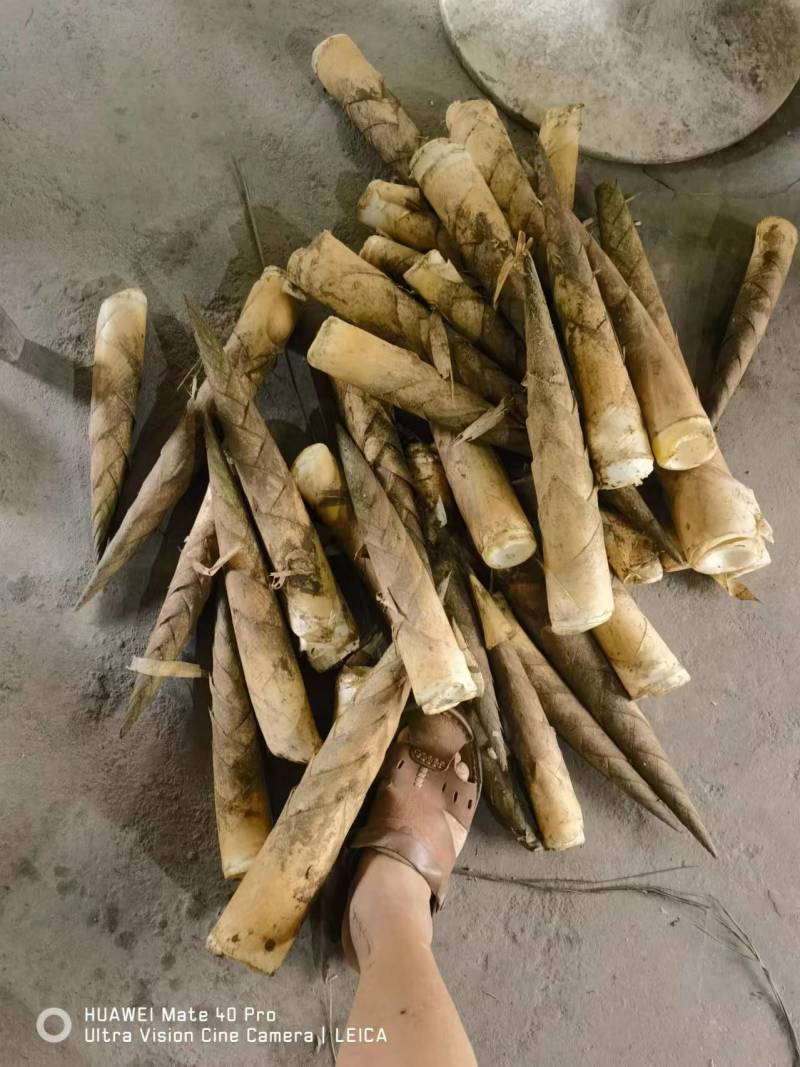 新鲜竹笋基地供货货源充足口感好可视频看货欢迎咨询