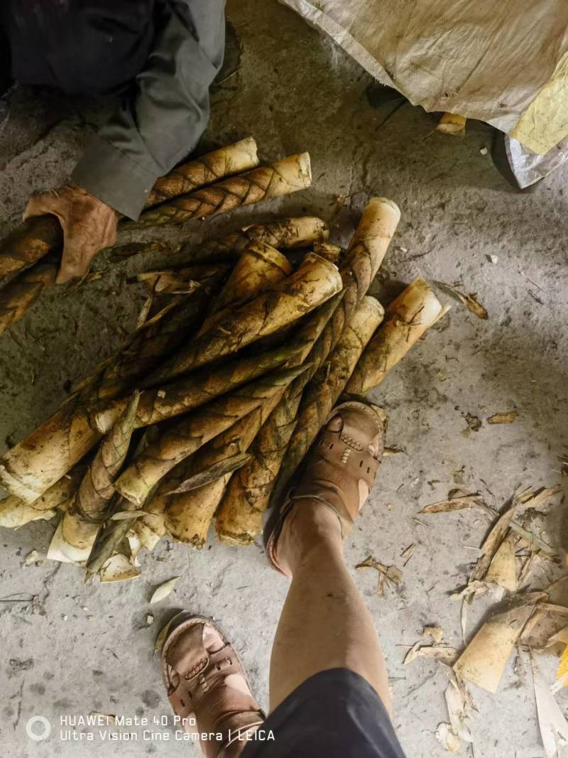 新鲜竹笋基地供货货源充足口感好可视频看货欢迎咨询