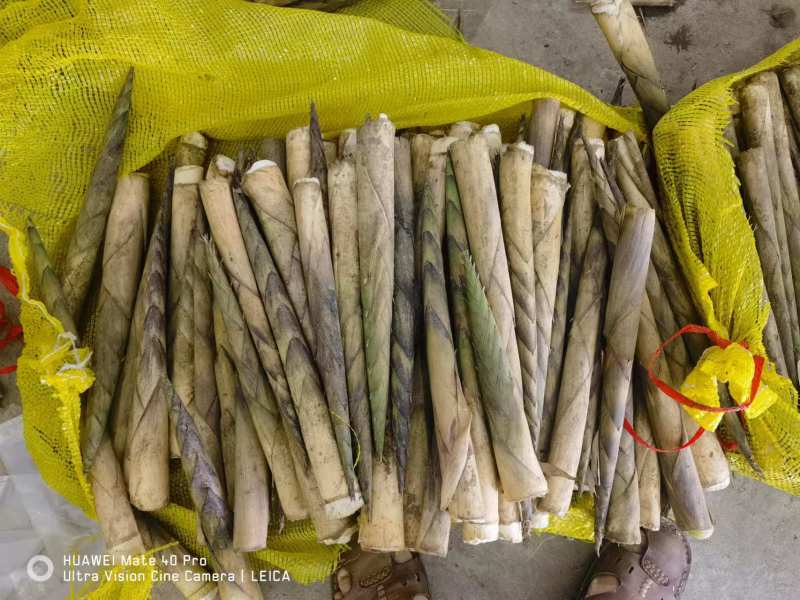 新鲜竹笋基地供货货源充足口感好可视频看货欢迎咨询