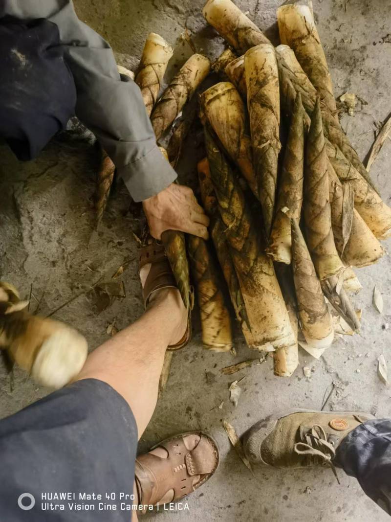 新鲜竹笋基地供货货源充足口感好可视频看货欢迎咨询