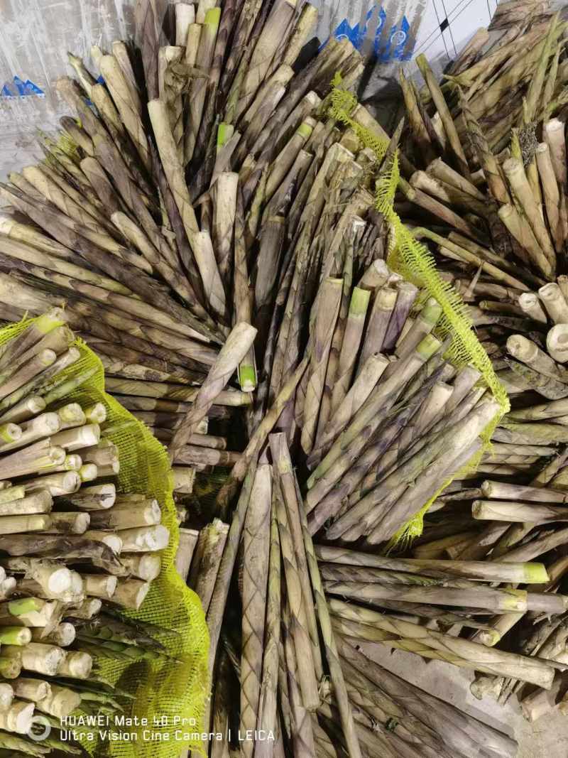 新鲜竹笋基地供货货源充足口感好可视频看货欢迎咨询