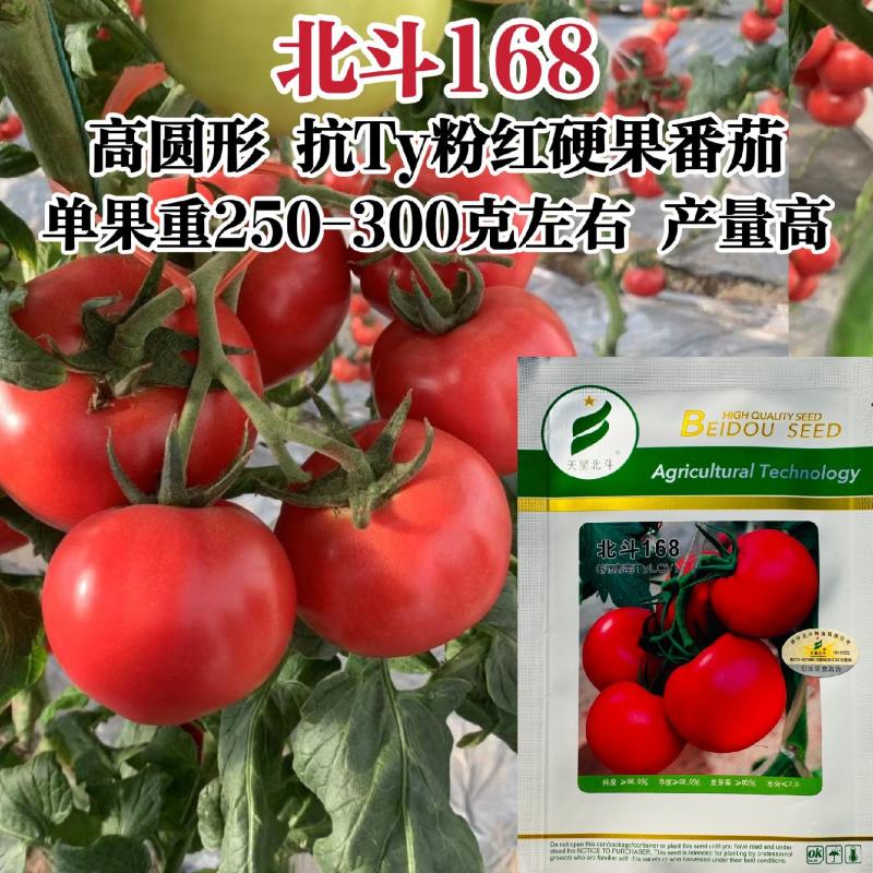 北斗168番茄种子抗Ty硬果粉红番茄西红柿种子粉果番茄种