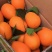 【新品种】纽荷尔脐橙苗/长虹脐橙树苗赣南脐橙苗现挖指导种