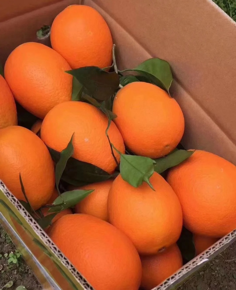 【新品种】纽荷尔脐橙苗/长虹脐橙树苗赣南脐橙苗现挖指导种