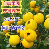 黄山楂上市发货，口感香甜，供货量大，欢迎致电。
