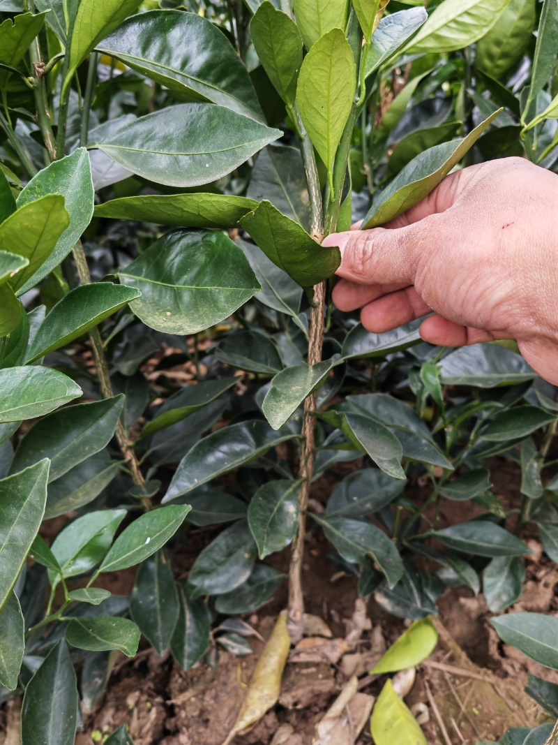 【新品种】纽荷尔脐橙苗/长虹脐橙树苗赣南脐橙苗现挖指导种