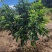 【新品种】纽荷尔脐橙苗/长虹脐橙树苗赣南脐橙苗现挖指导种