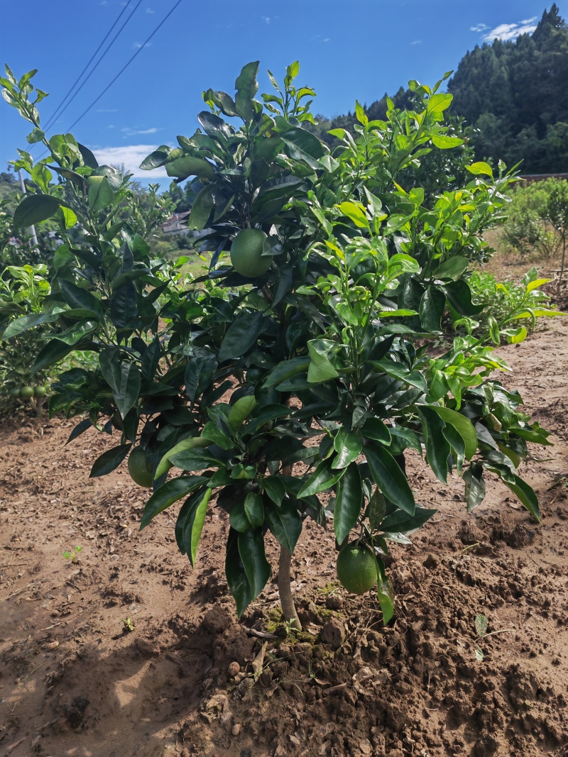 【新品种】纽荷尔脐橙苗/长虹脐橙树苗赣南脐橙苗现挖指导种