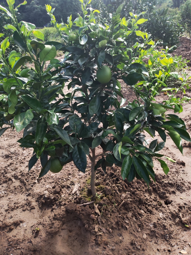 【新品种】纽荷尔脐橙苗/长虹脐橙树苗赣南脐橙苗现挖指导种