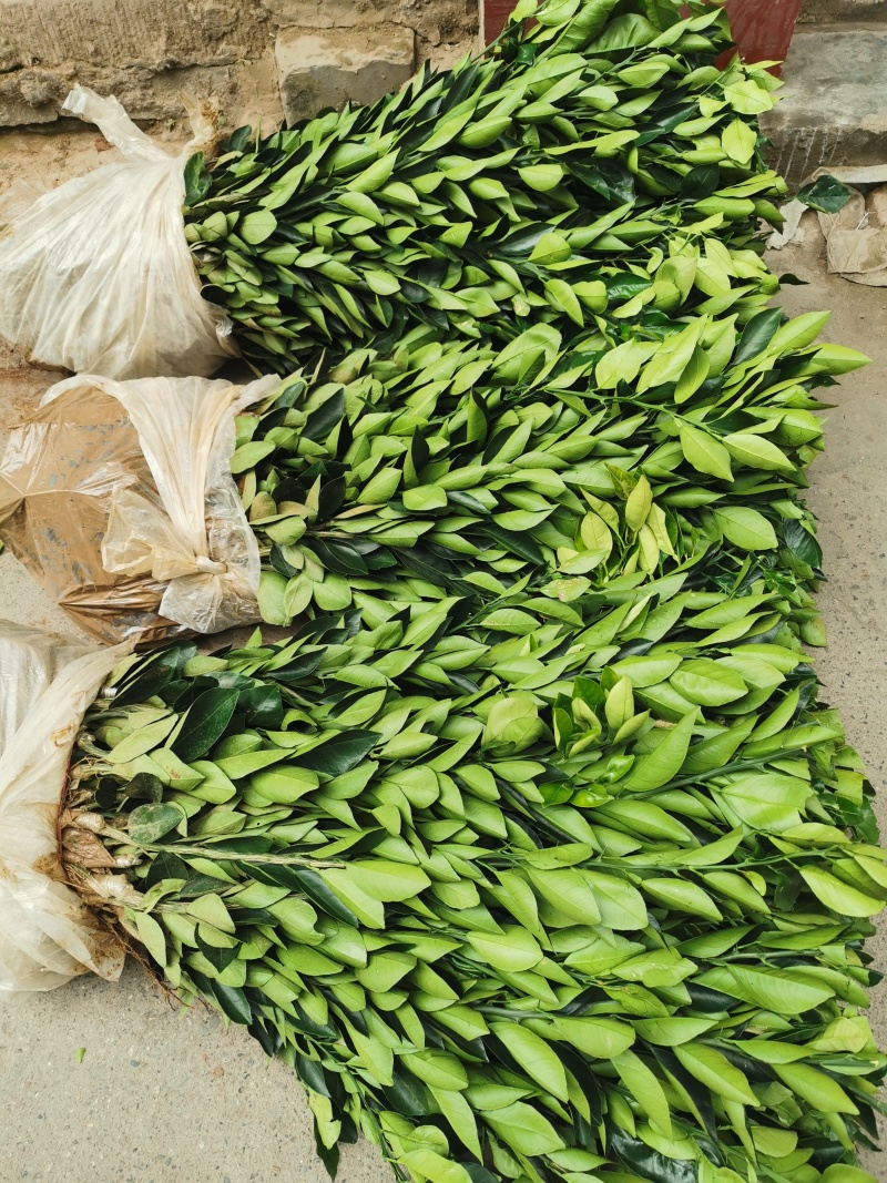 【新品种】纽荷尔脐橙苗/长虹脐橙树苗赣南脐橙苗现挖指导种