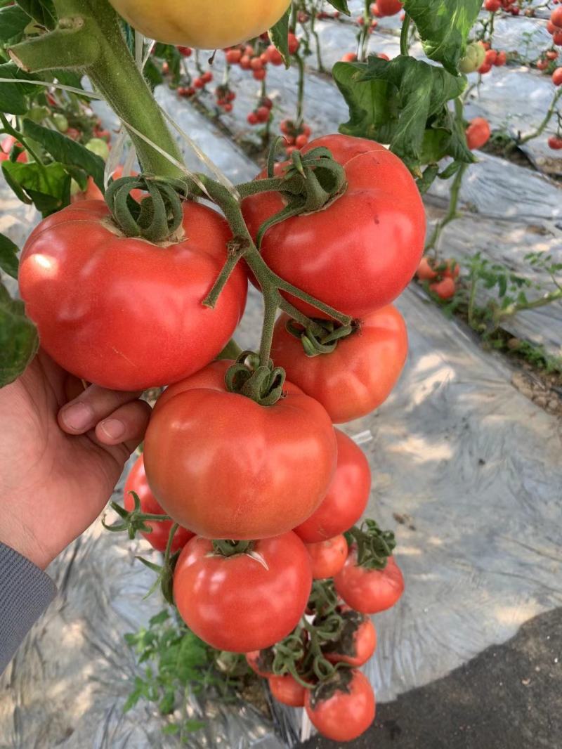 北斗168番茄种子抗Ty硬果粉红番茄西红柿种子粉果番茄种