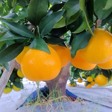爱媛橙