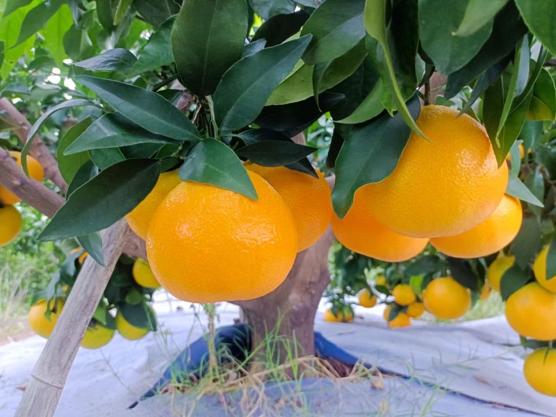爱媛橙