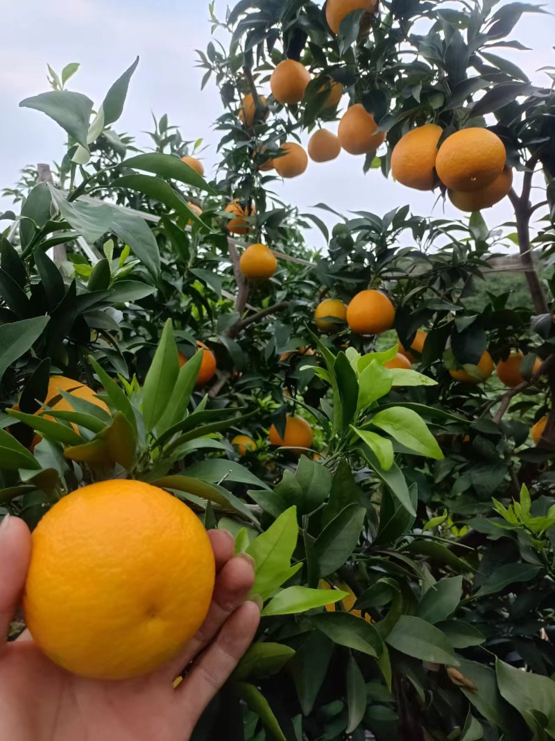 爱媛橙
