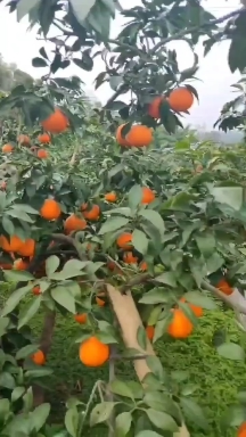爱媛橙