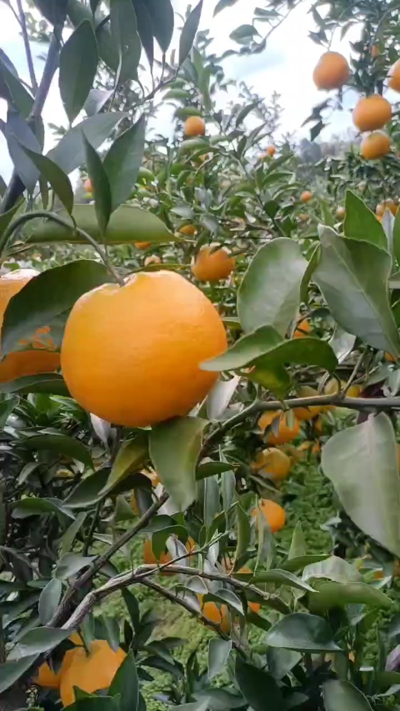 爱媛橙