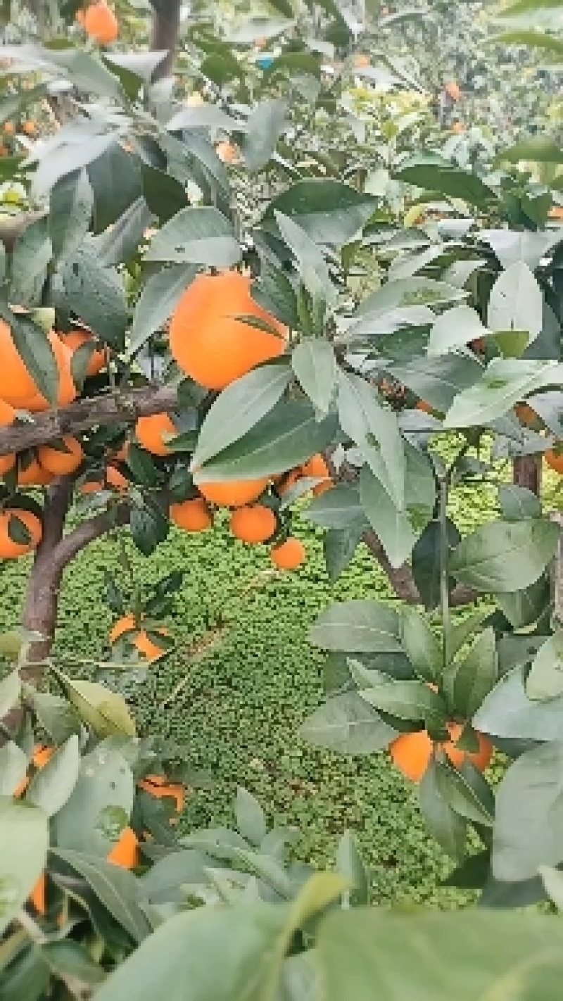 爱媛橙