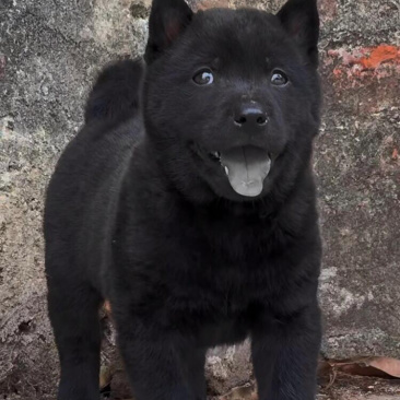 纯种精品五黑犬疫苗驱虫齐全感兴趣的话打包带走
