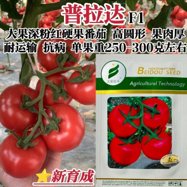 普拉达粉红番茄种籽大果早熟高产抗病深粉硬果西红柿种子